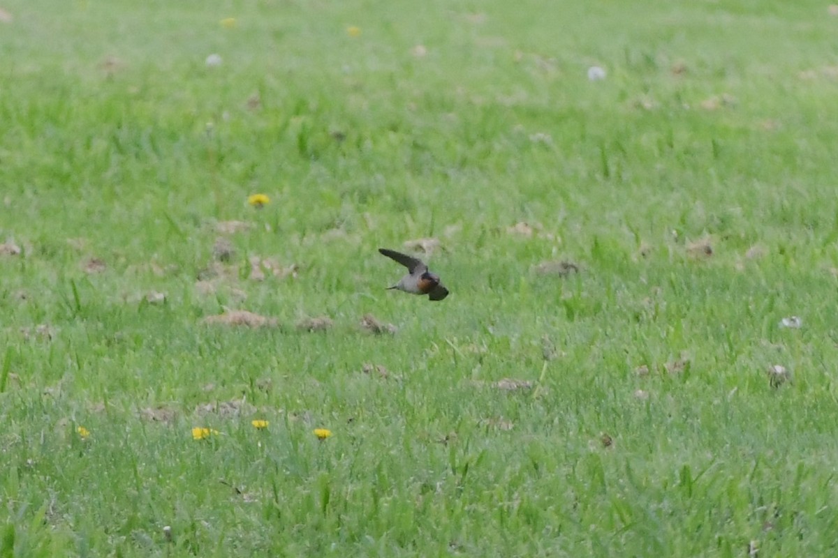 Welcome Swallow - ML623891075