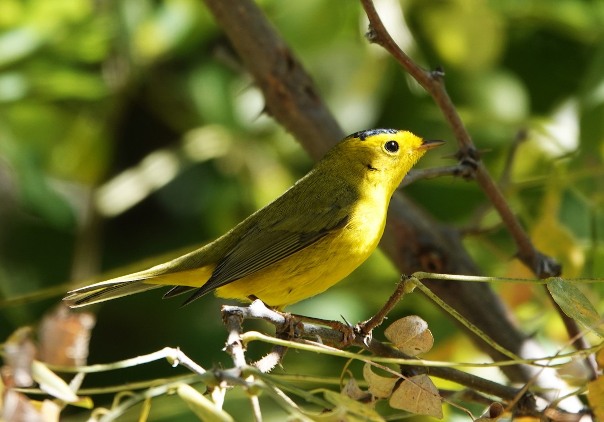 Wilson's Warbler - Rene Laubach