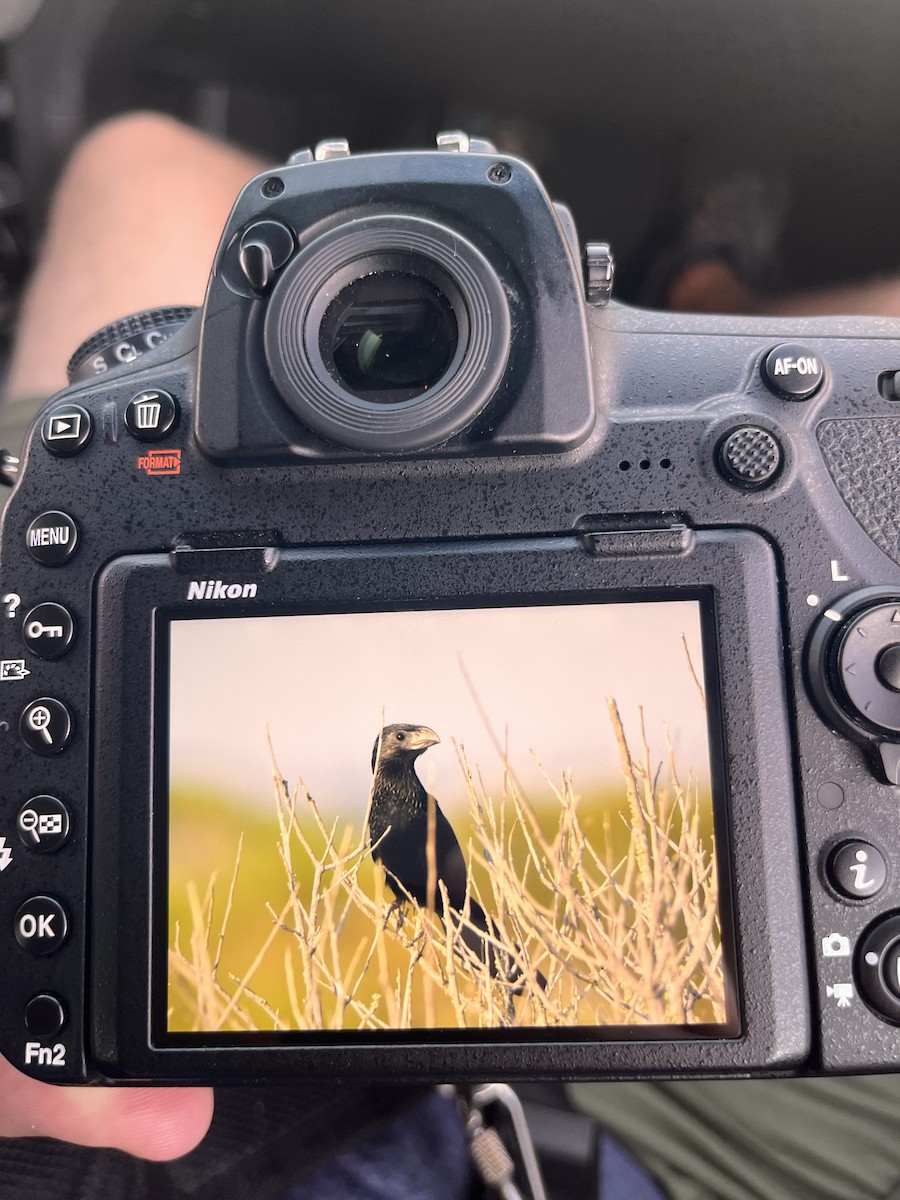 Groove-billed Ani - ML623891126