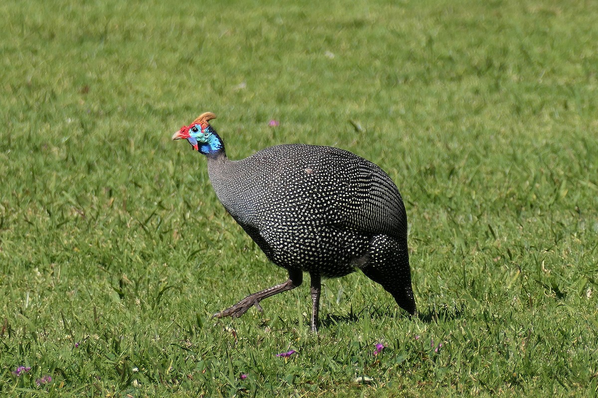 Helmeted Guineafowl - ML623891136