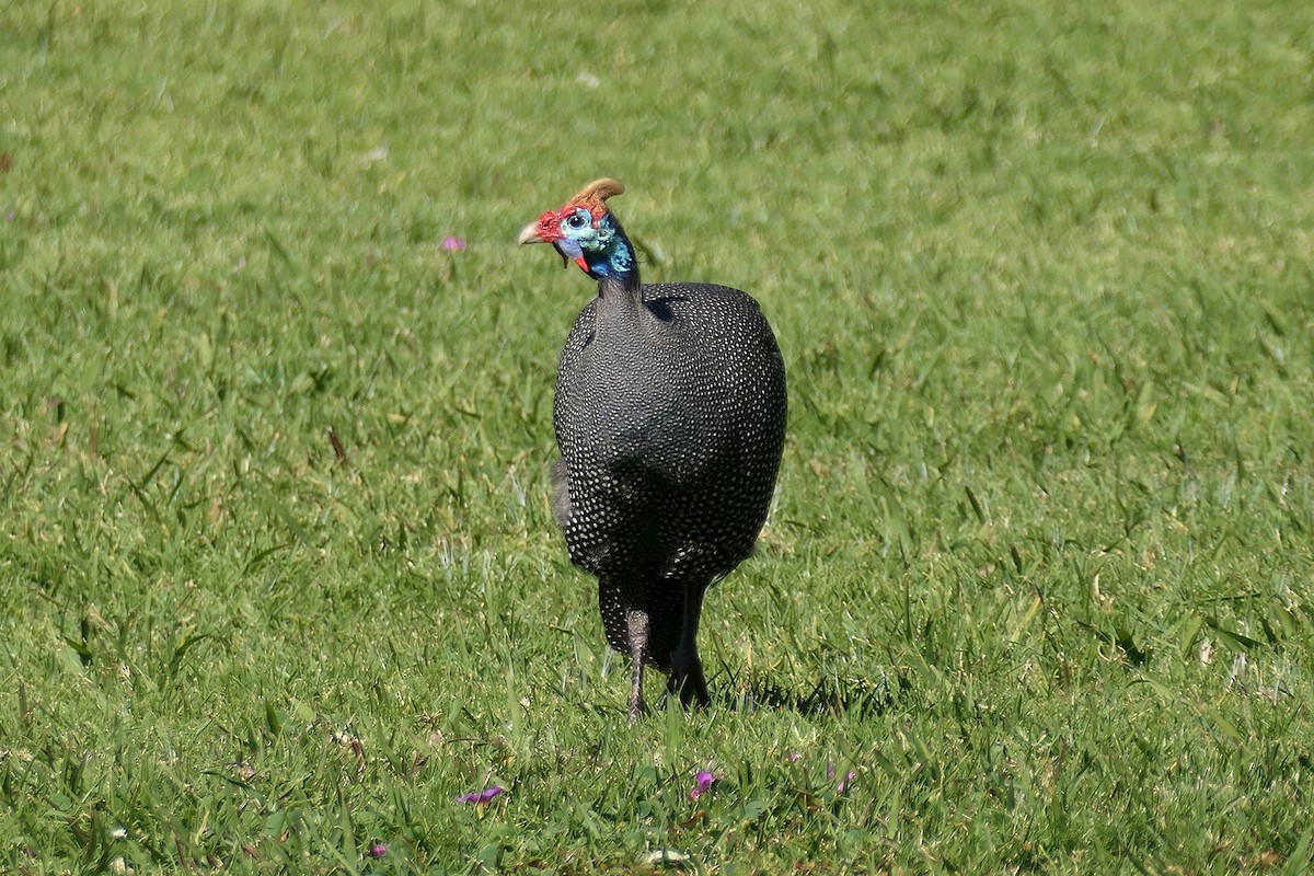 Helmeted Guineafowl - ML623891137