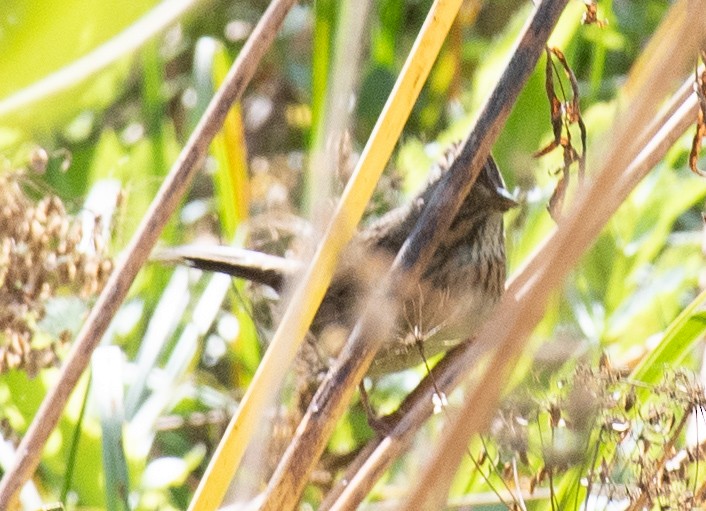 Lincoln's Sparrow - ML623891151