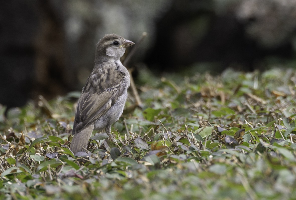 House Sparrow - ML623891195