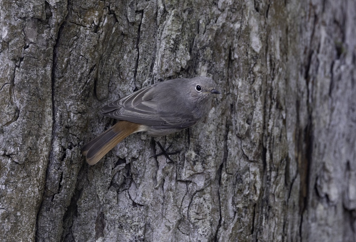 Black Redstart - ML623891197