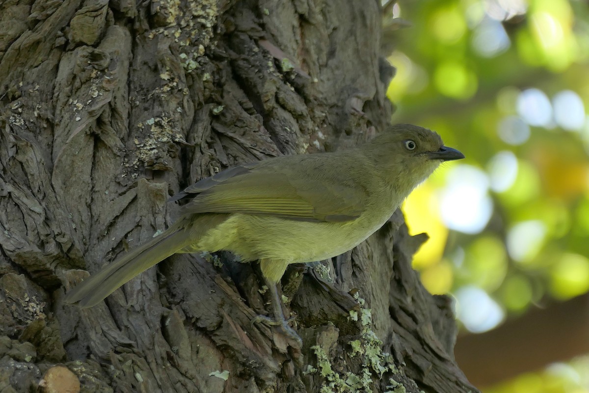 Sombre Greenbul - ML623891203