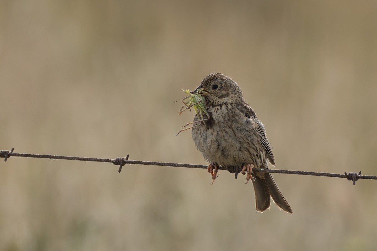 Corn Bunting - ML623891221