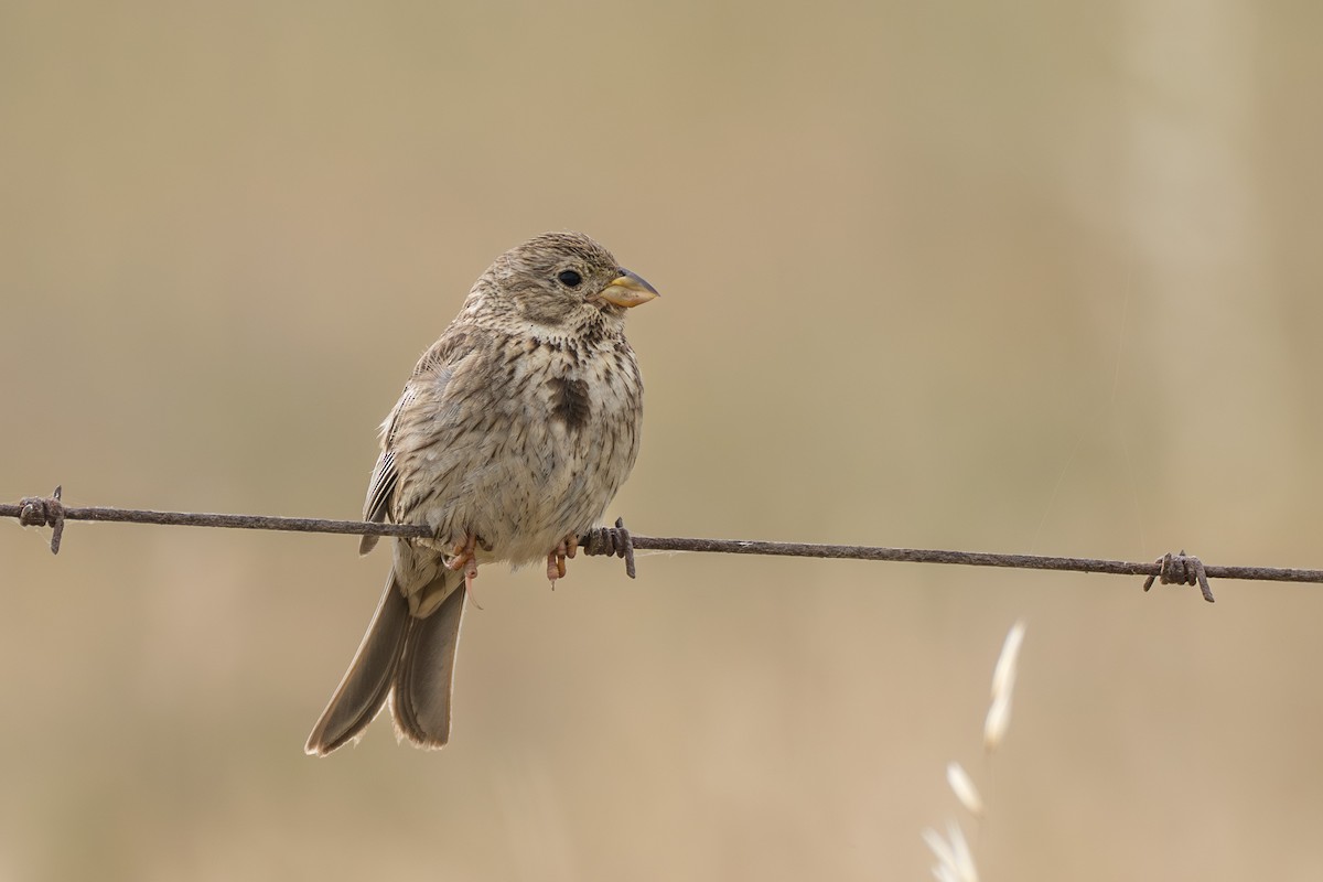 Corn Bunting - Marc Kramer (Birding by Bus)