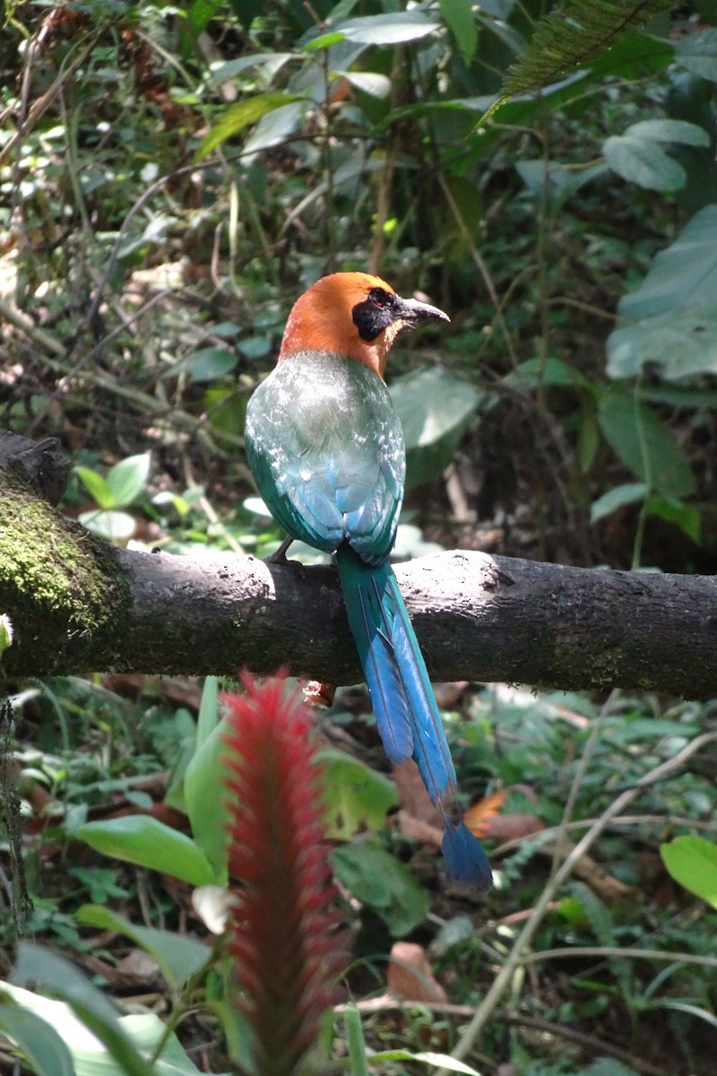 Rufous Motmot - Faelle Harvey