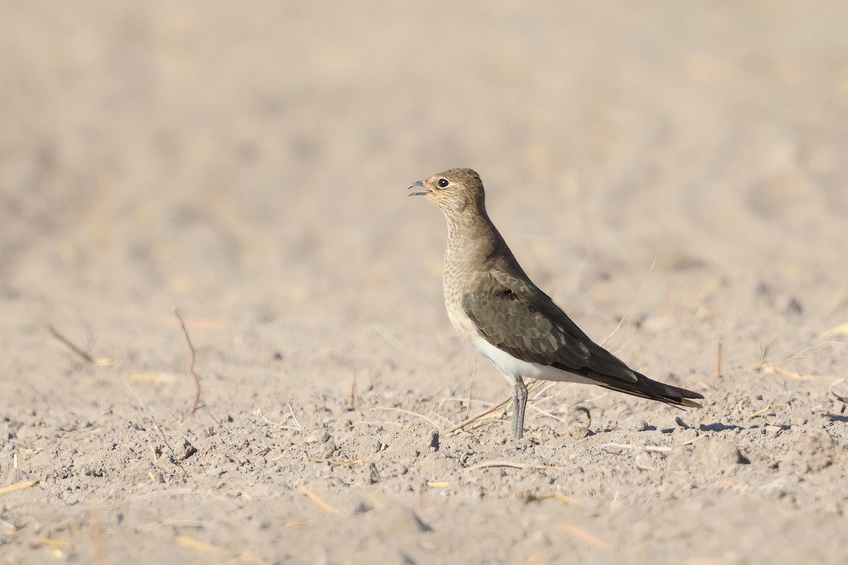 Black-winged Pratincole - ML623891234