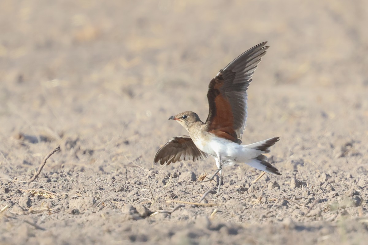 Collared Pratincole - ML623891239