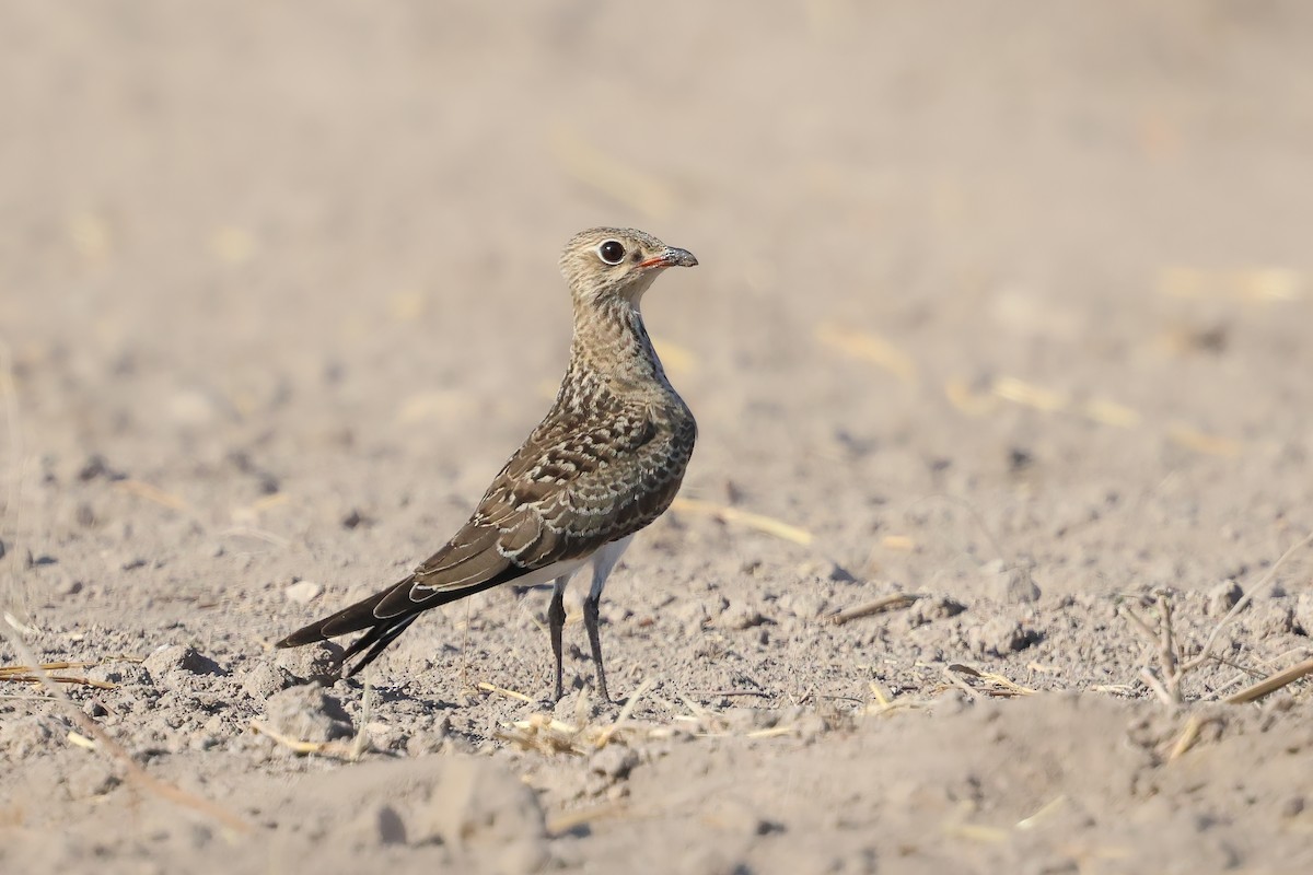 Collared Pratincole - ML623891240