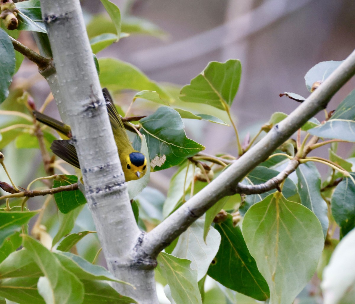 Wilson's Warbler - ML623891241