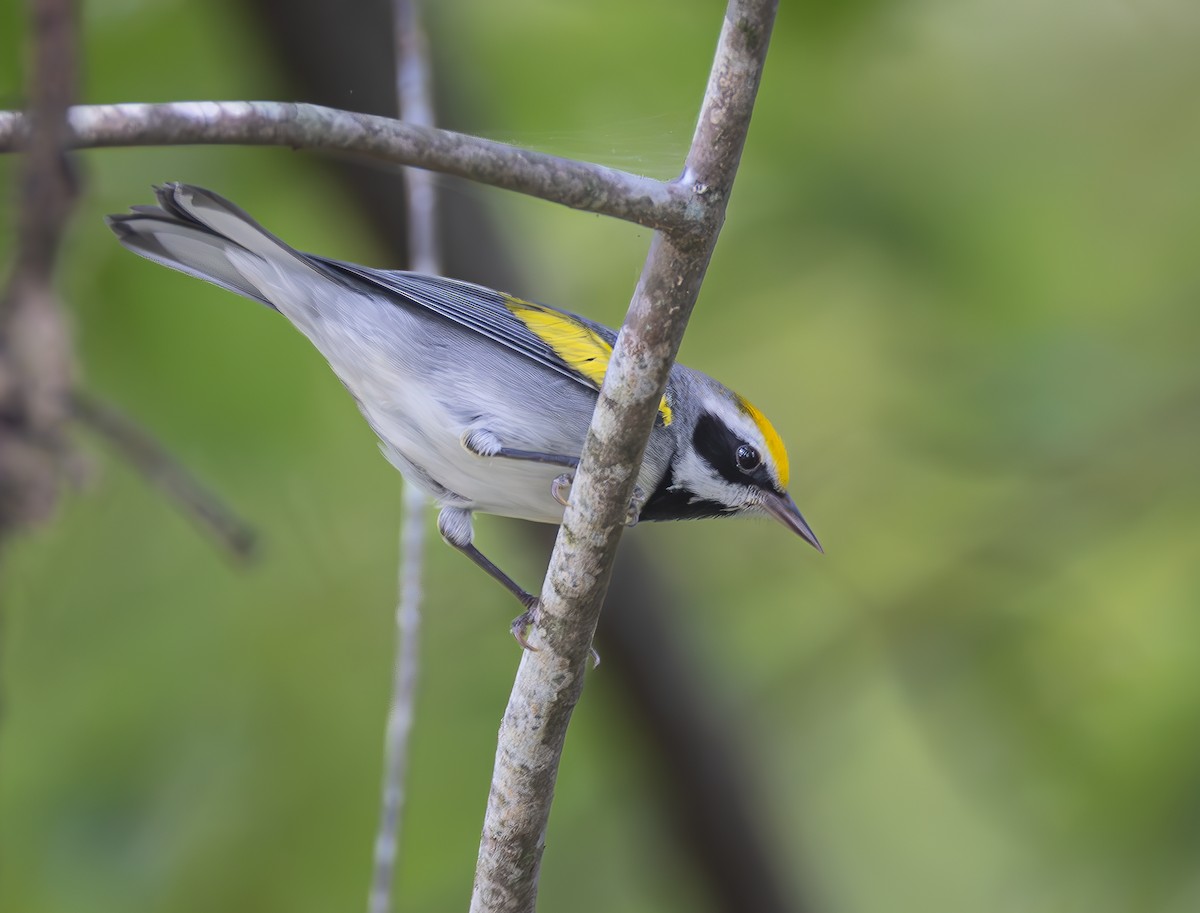 Golden-winged Warbler - Gena Flanigen