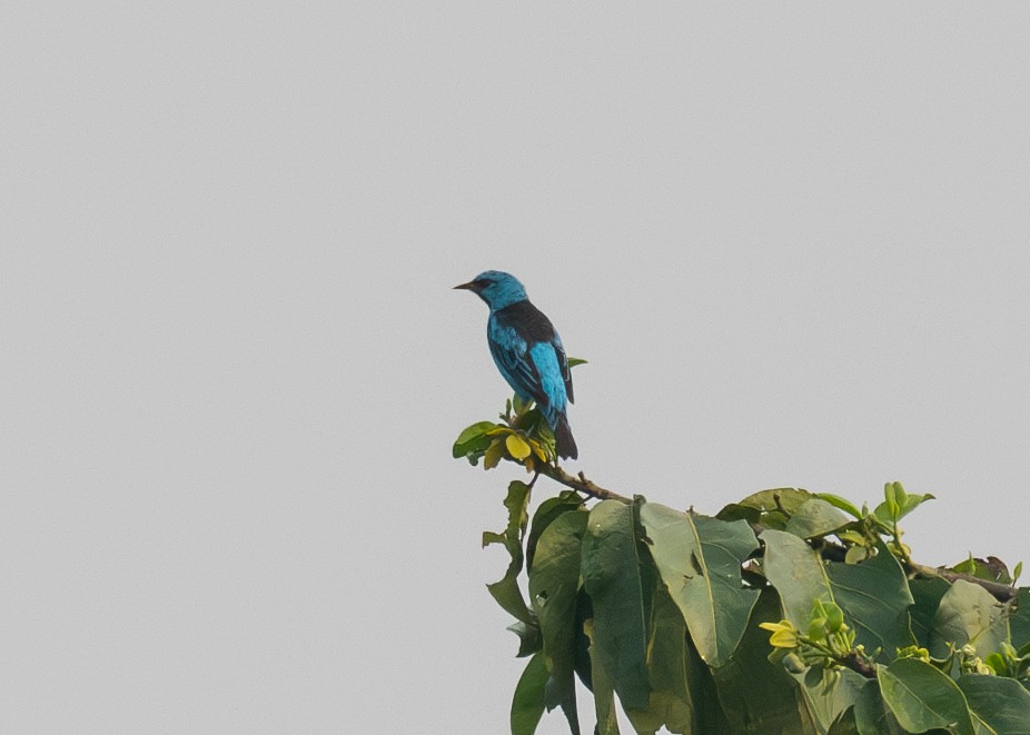 Blue Dacnis - ML623891273