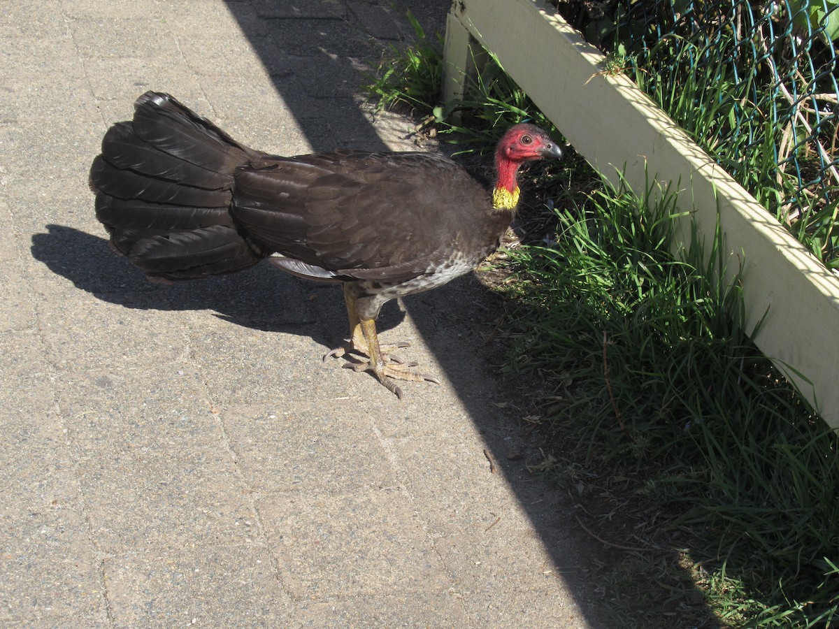 Australian Brushturkey - ML623891275