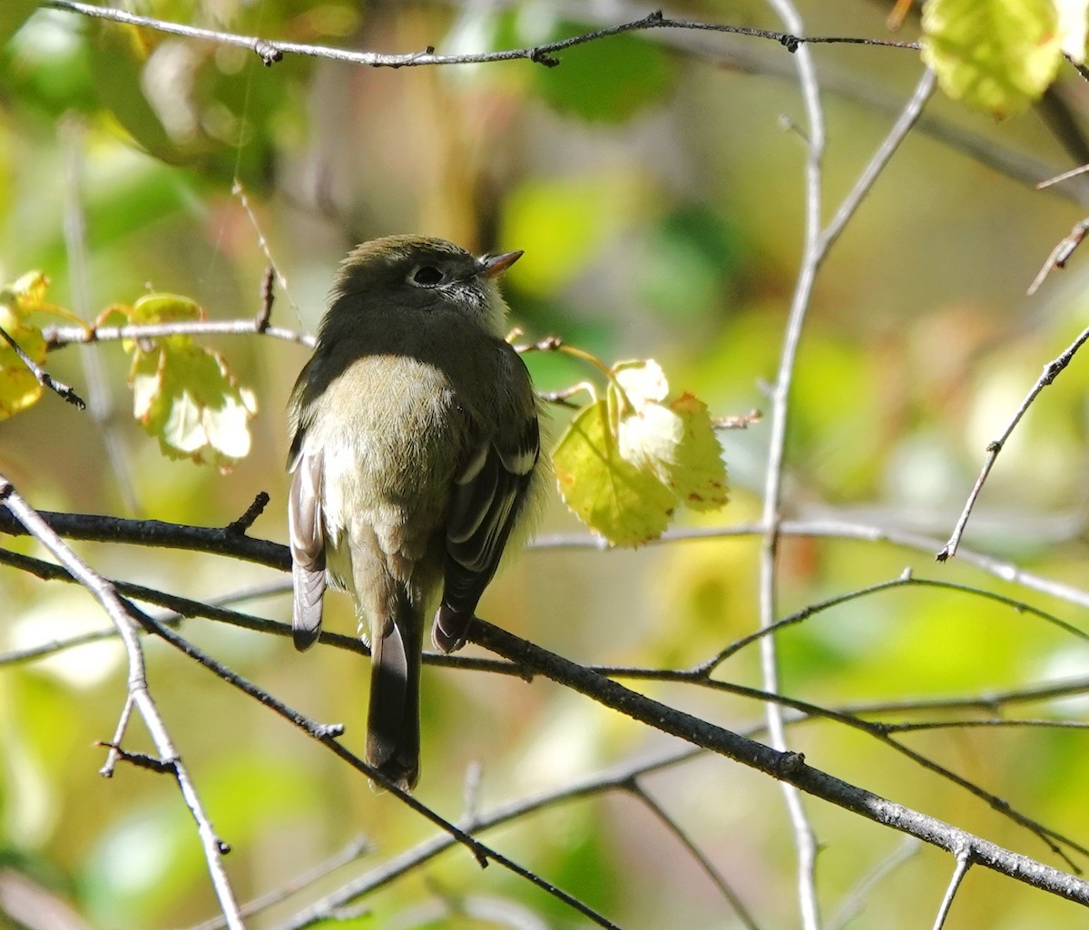 Hammond's Flycatcher - ML623891280