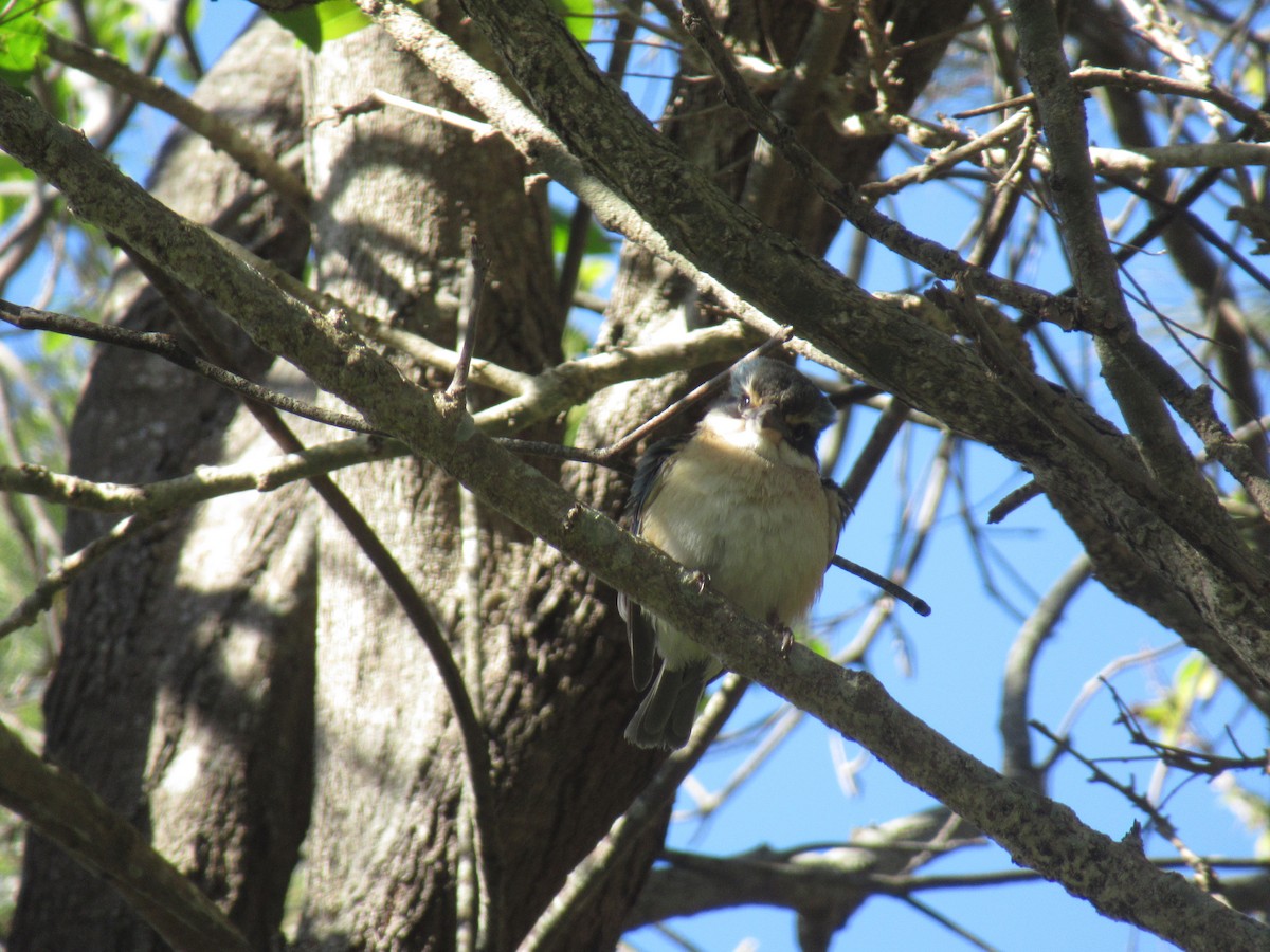 Sacred Kingfisher - ML623891298