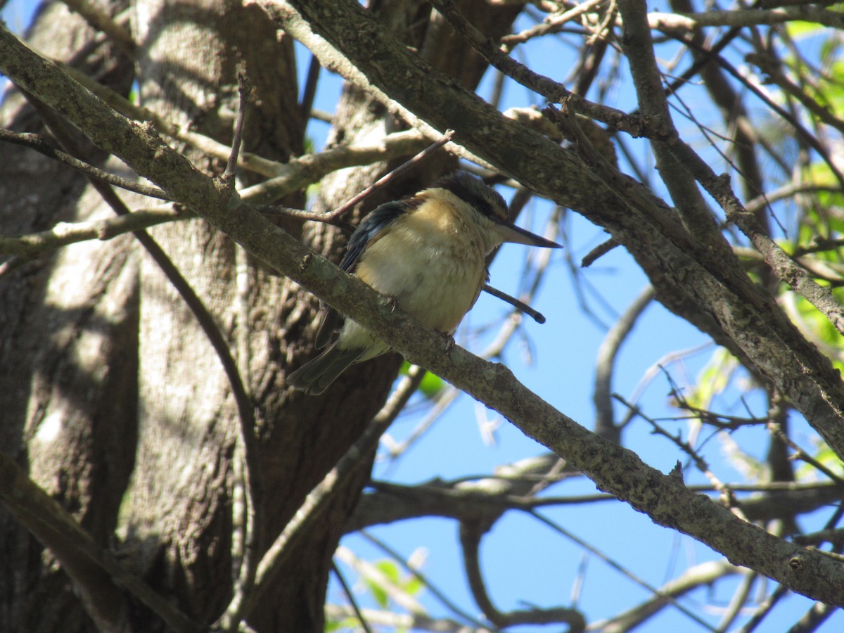 Sacred Kingfisher - ML623891305