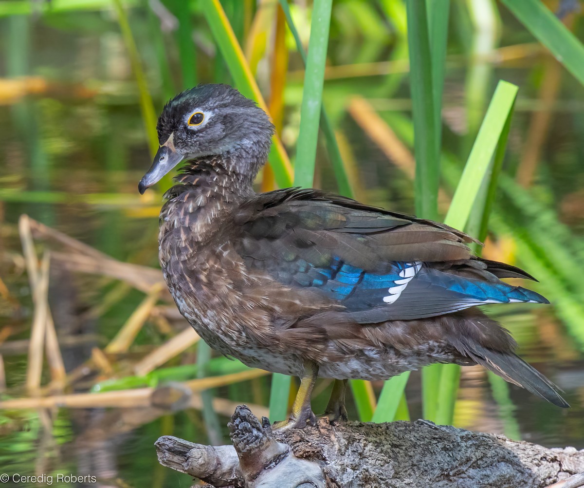 Wood Duck - ML623891317