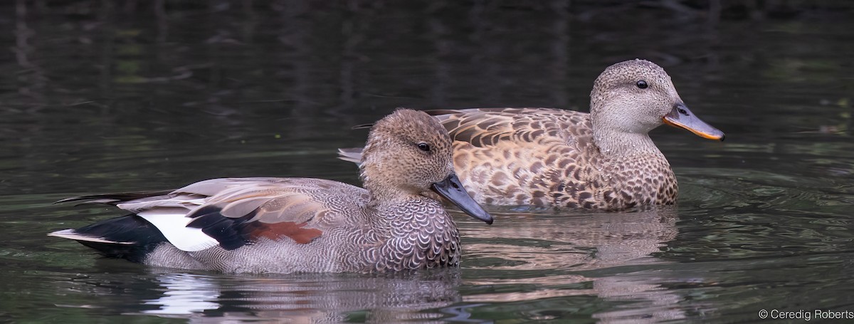 Gadwall - ML623891318