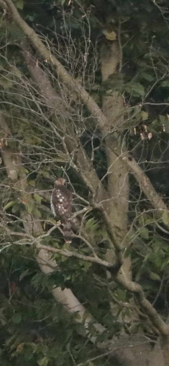 Cooper's Hawk - ML623891319