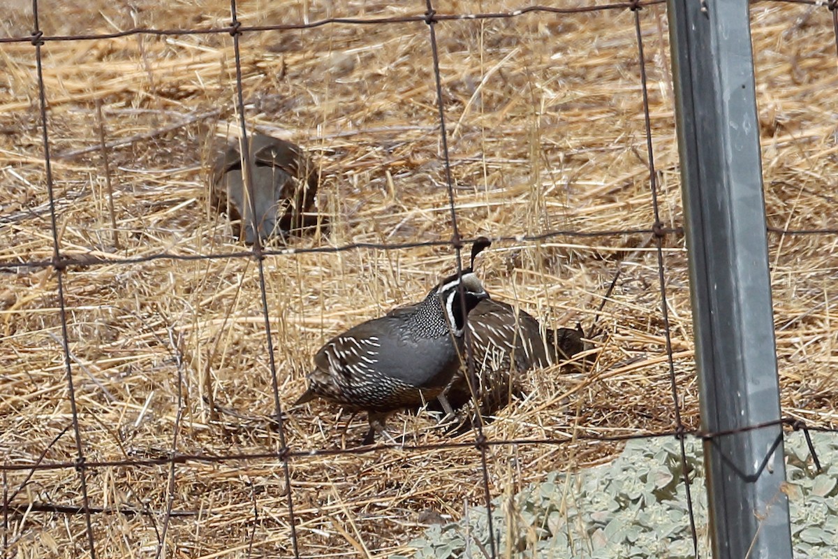 California Quail - Jeffrey Fenwick