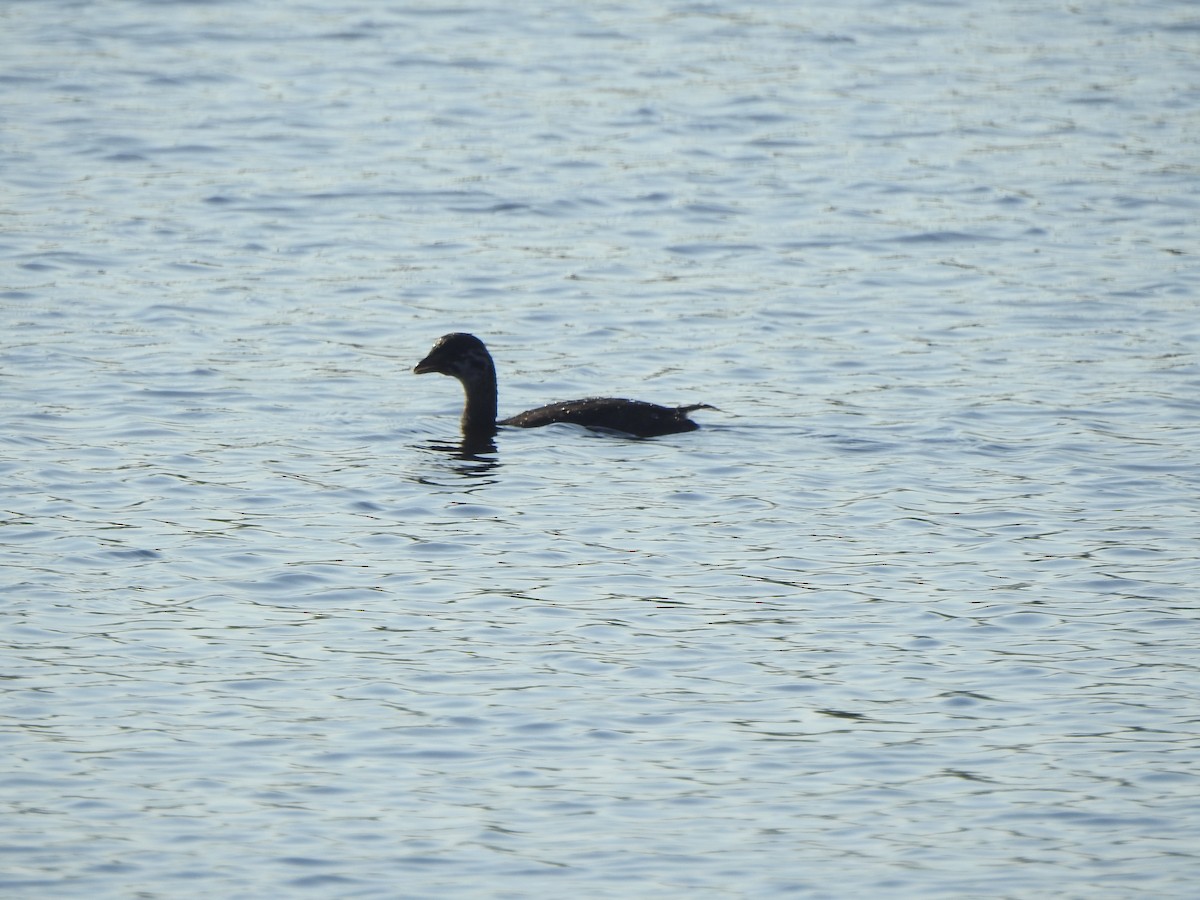 Pied-billed Grebe - ML623891326