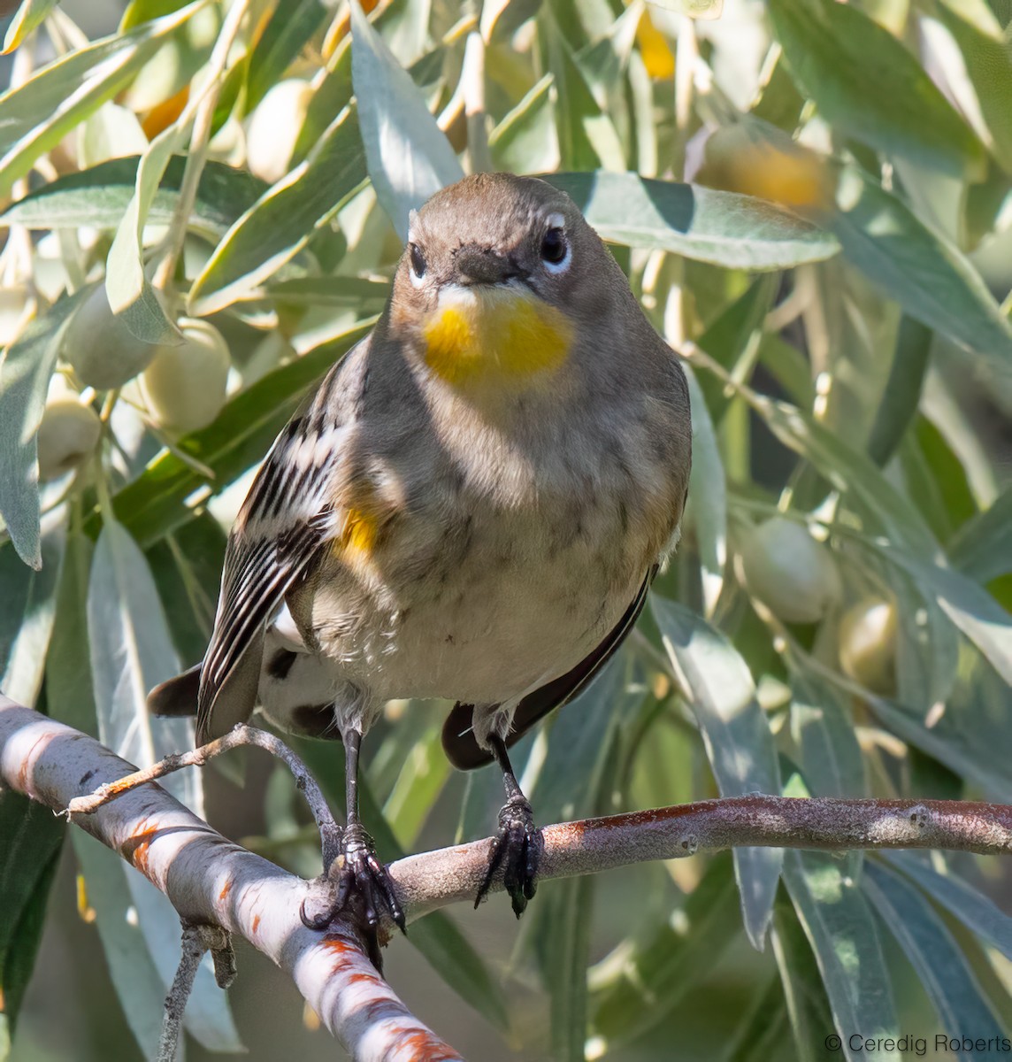 Yellow-rumped Warbler - ML623891334