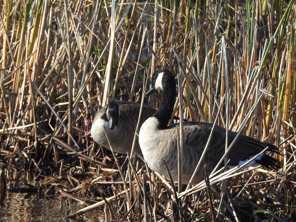 Canada Goose - ML623891335