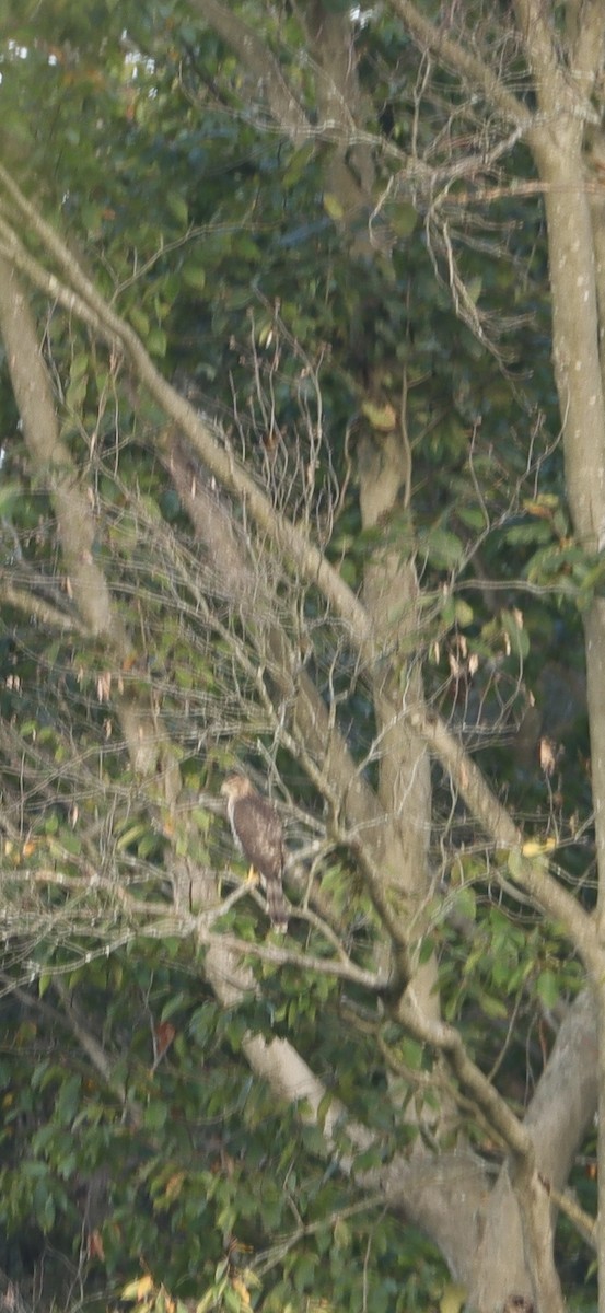 Cooper's Hawk - ML623891336