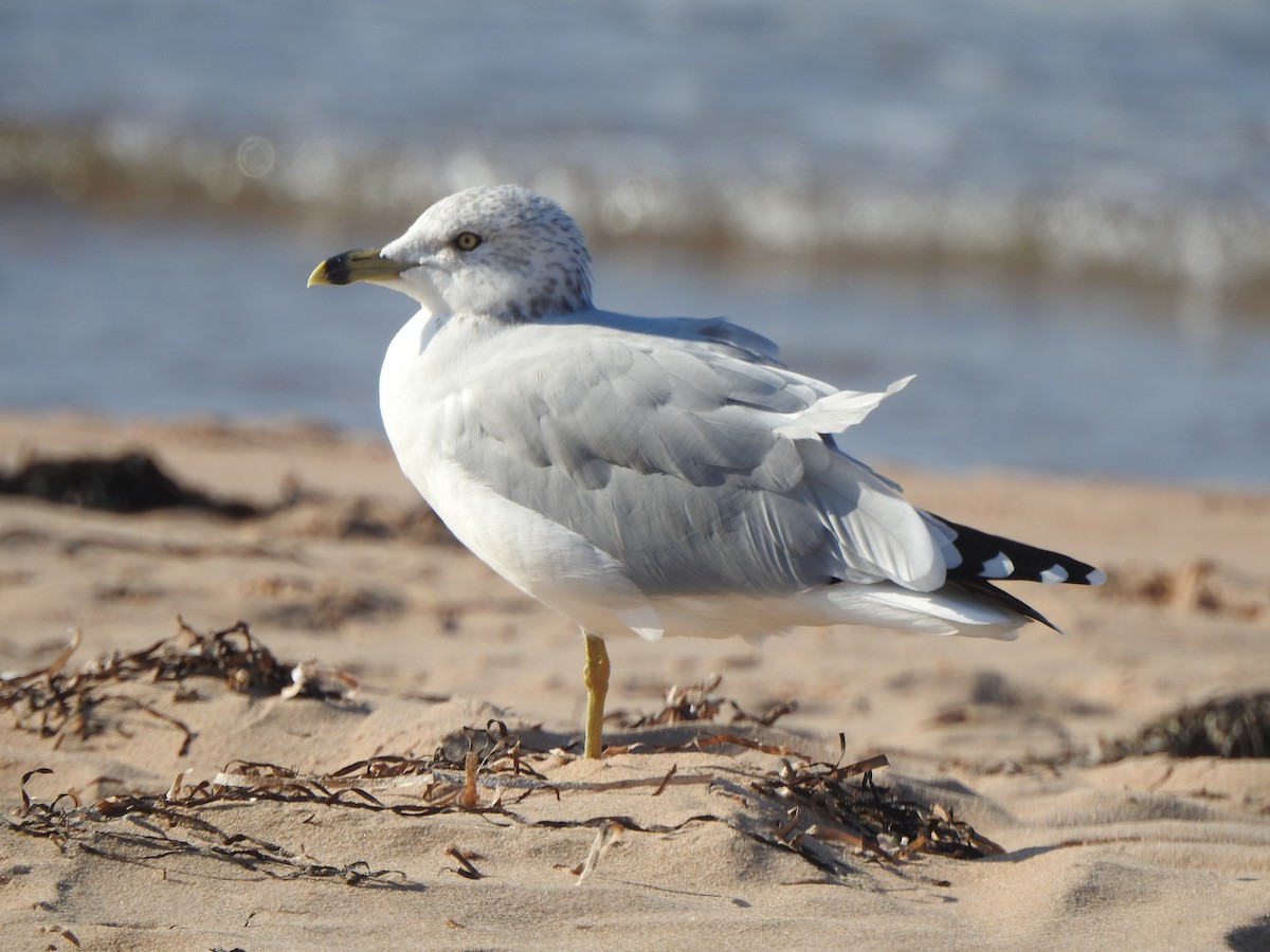 Ring-billed Gull - ML623891337