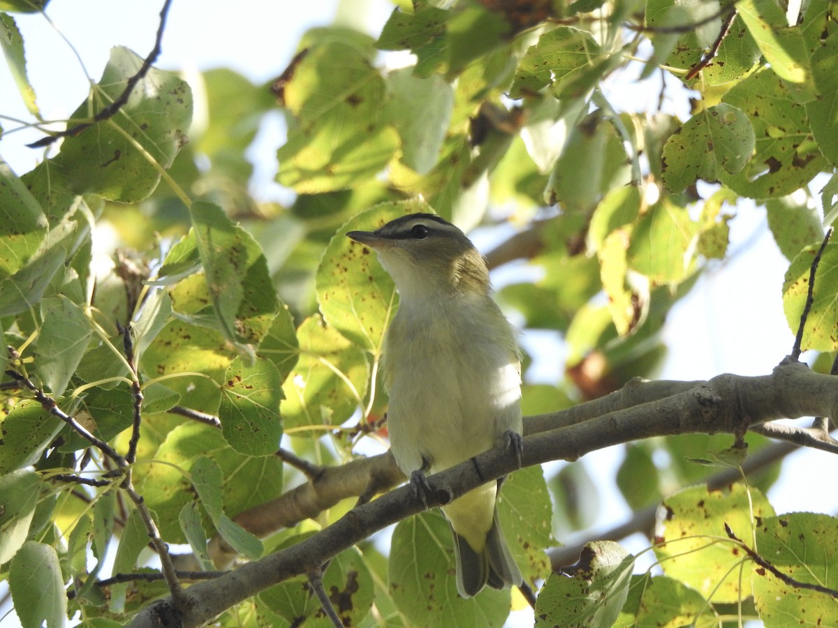 Vireo begigorria - ML623891346