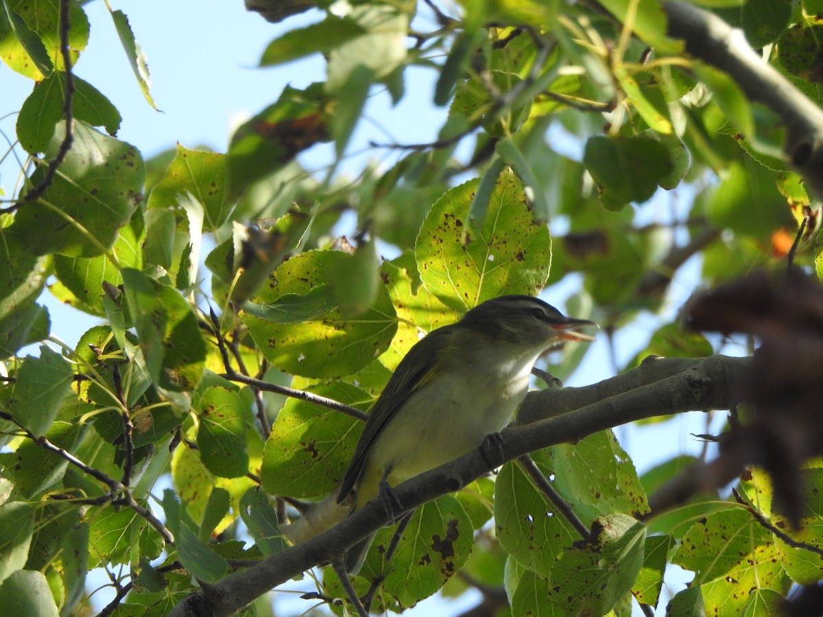 Vireo begigorria - ML623891347