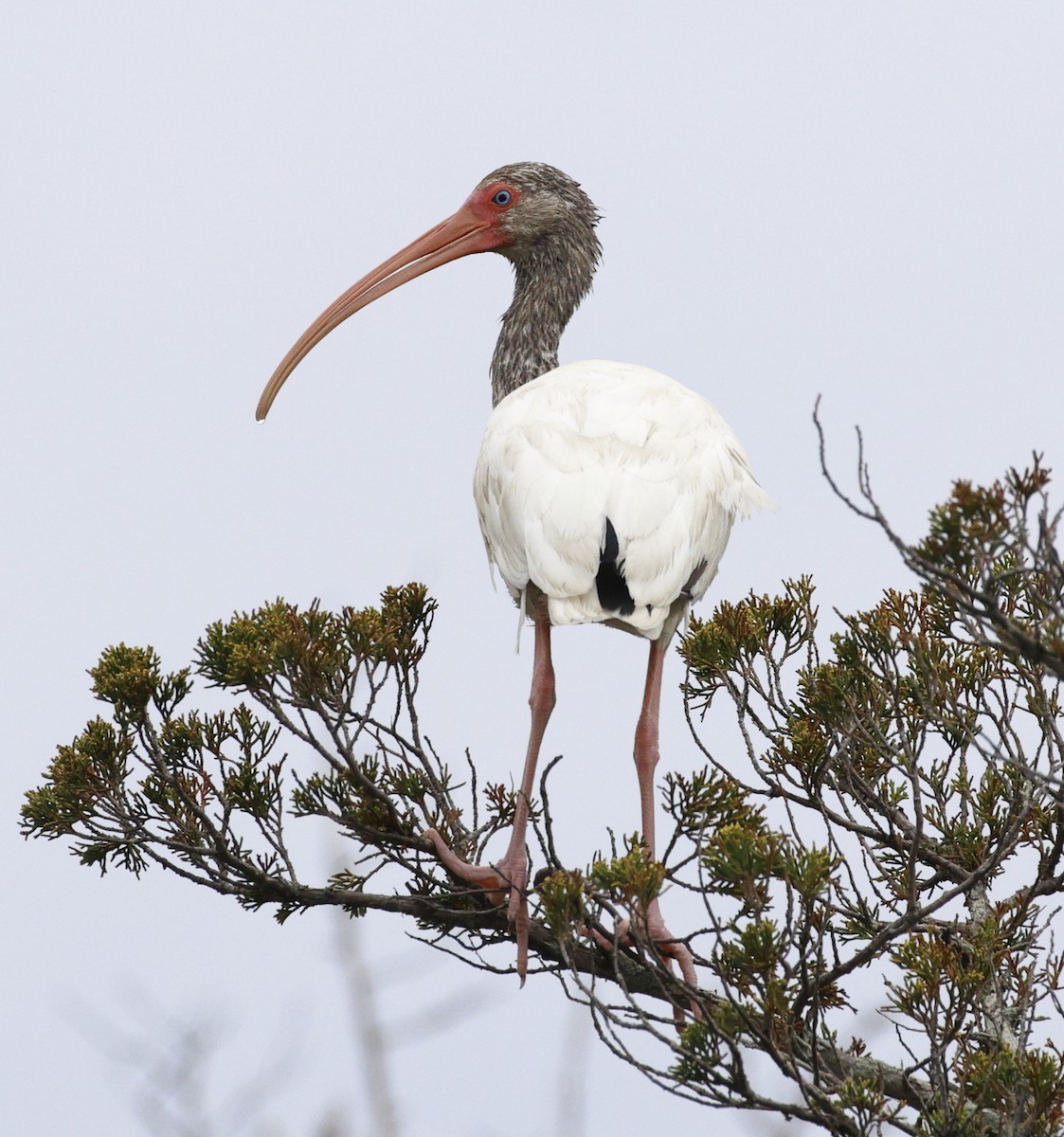 White Ibis - Alex Tongas