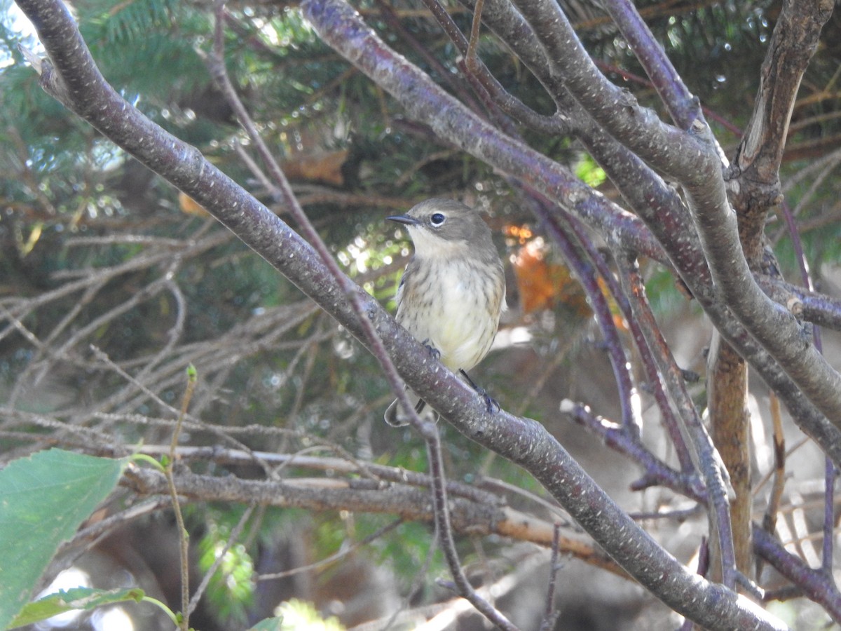 Yellow-rumped Warbler - ML623891431