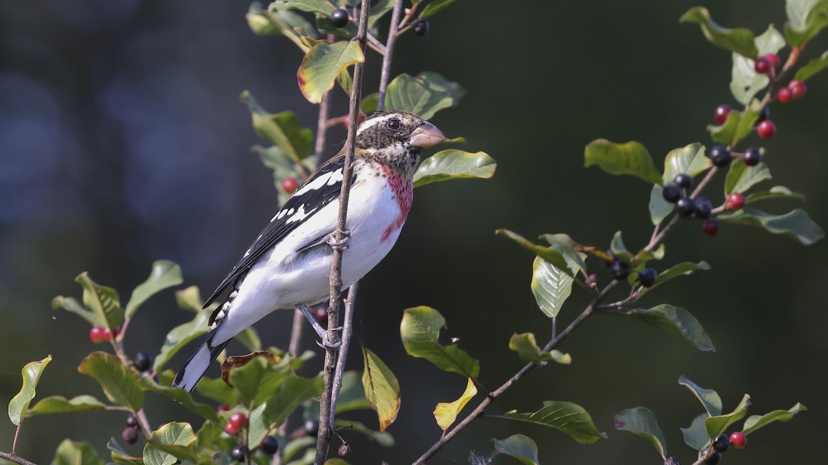 Rose-breasted Grosbeak - ML623891435
