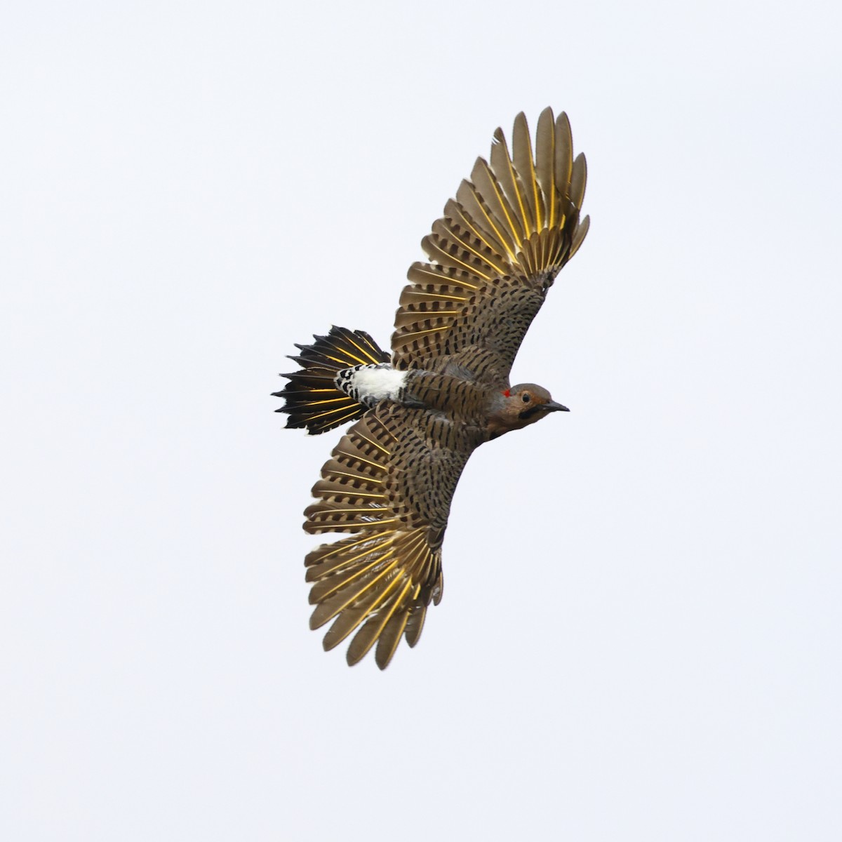 Northern Flicker (Yellow-shafted) - ML623891438