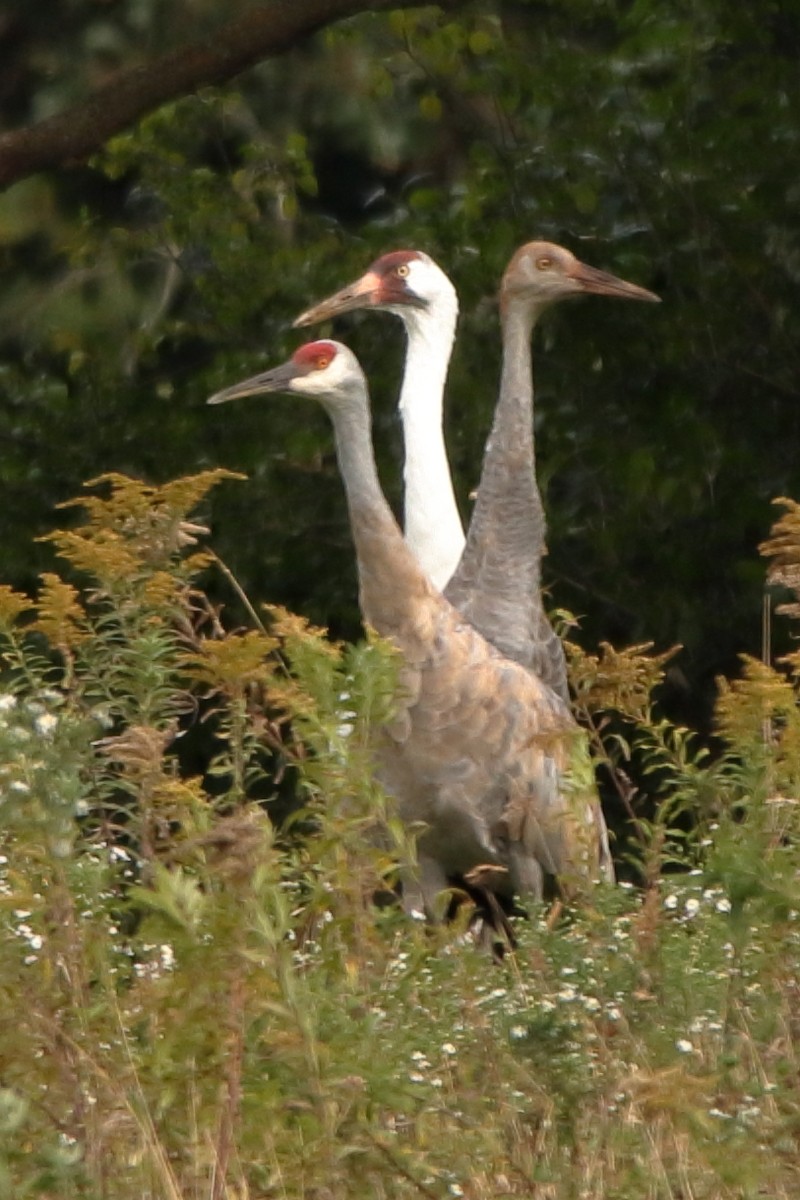 Whooping Crane - ML623891506