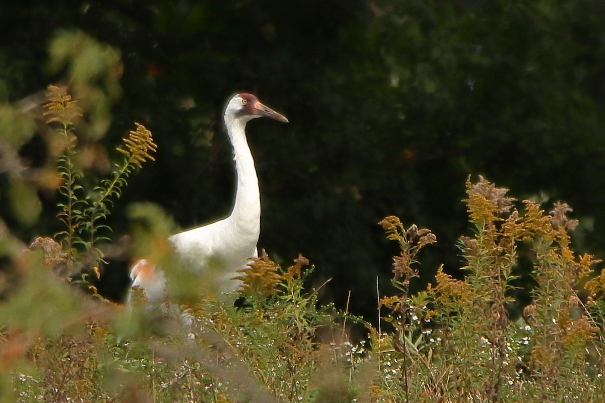 Whooping Crane - ML623891507