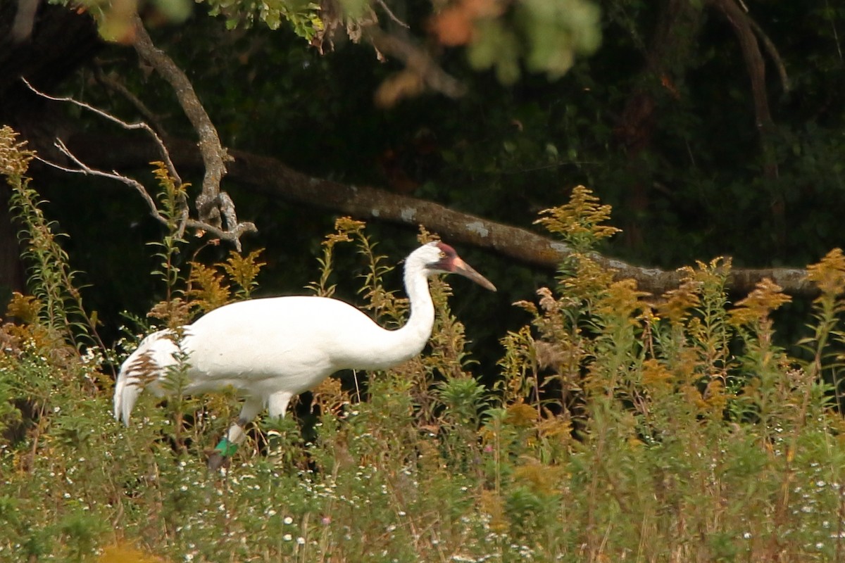 Whooping Crane - ML623891508