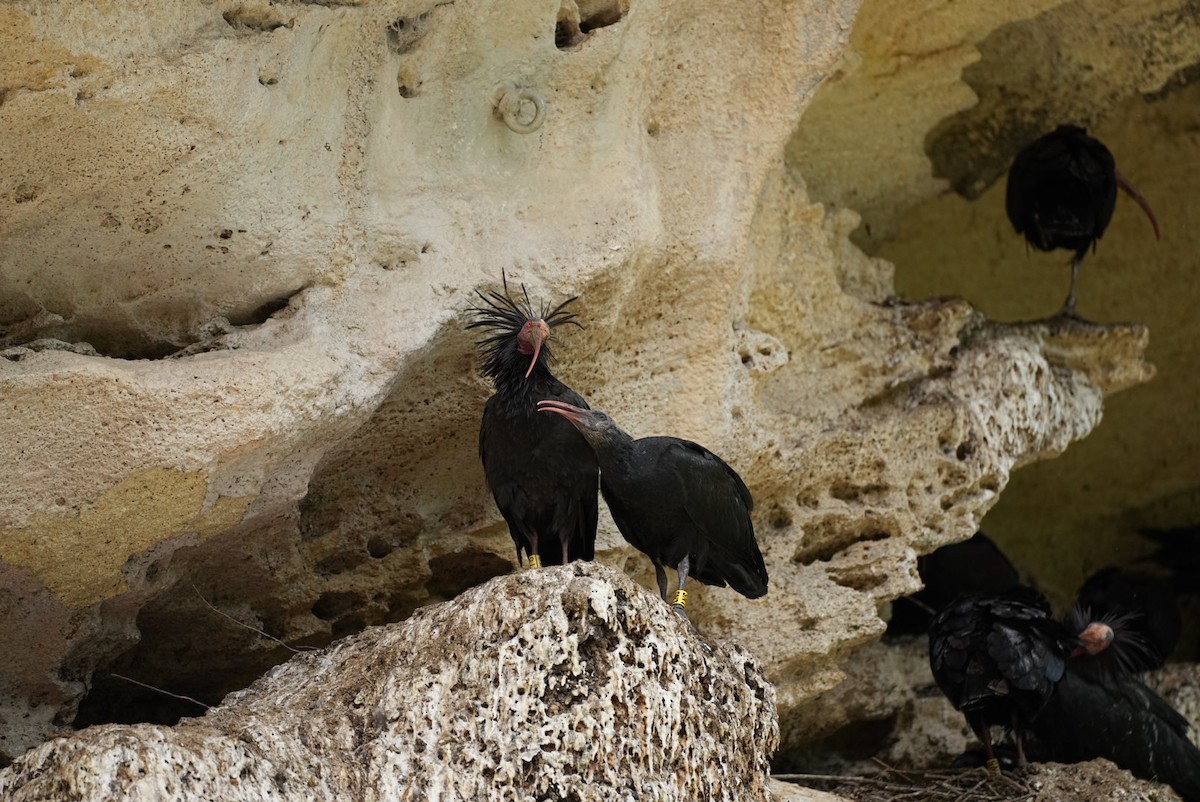 Northern Bald Ibis - ML623891553