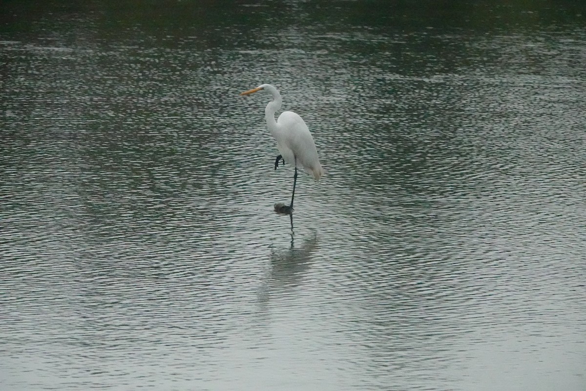 Great Egret - ML623891567