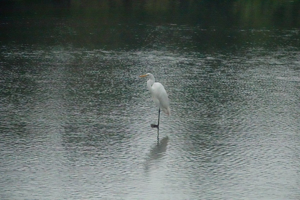 Great Egret - ML623891568