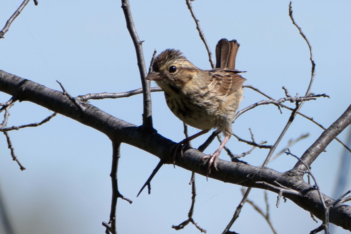 Lincoln's Sparrow - ML623891569