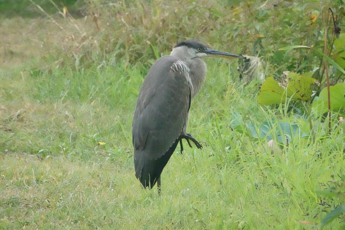 Great Blue Heron - ML623891571