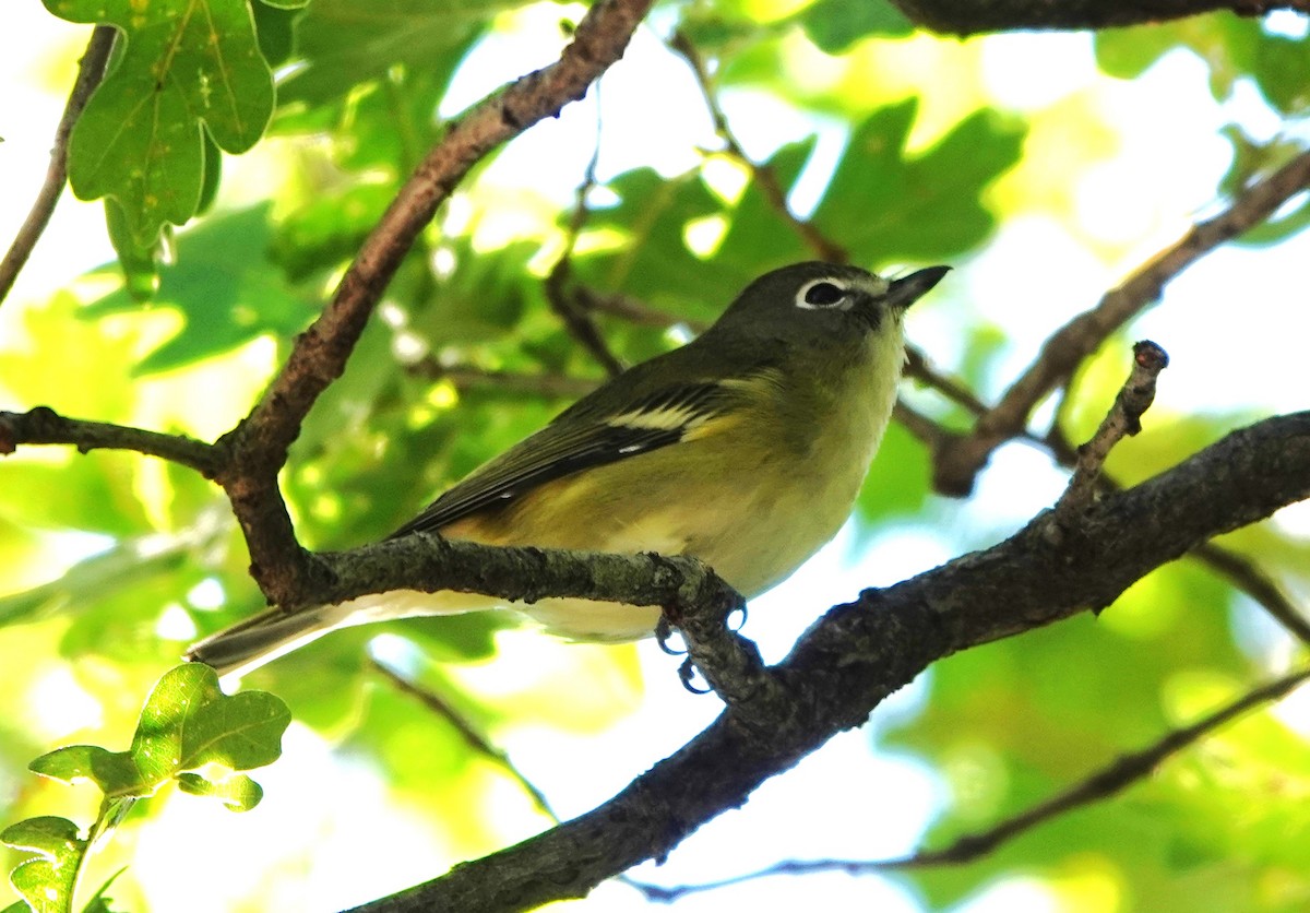 Cassin's Vireo - Rene Laubach