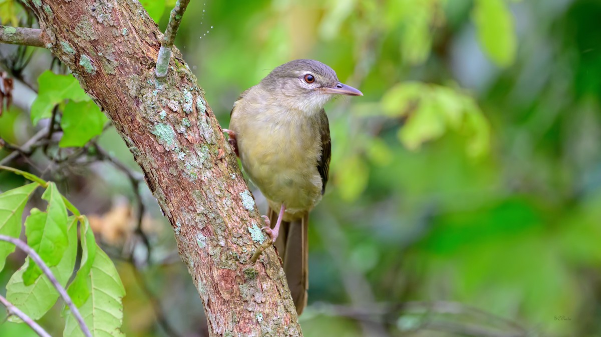 Pale-olive Greenbul - ML623891611