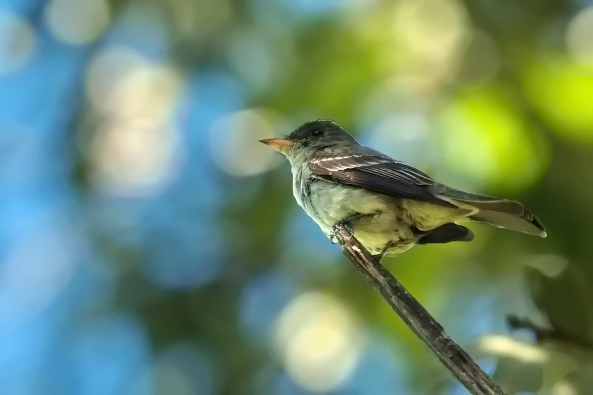 Eastern Wood-Pewee - Thomas Burns