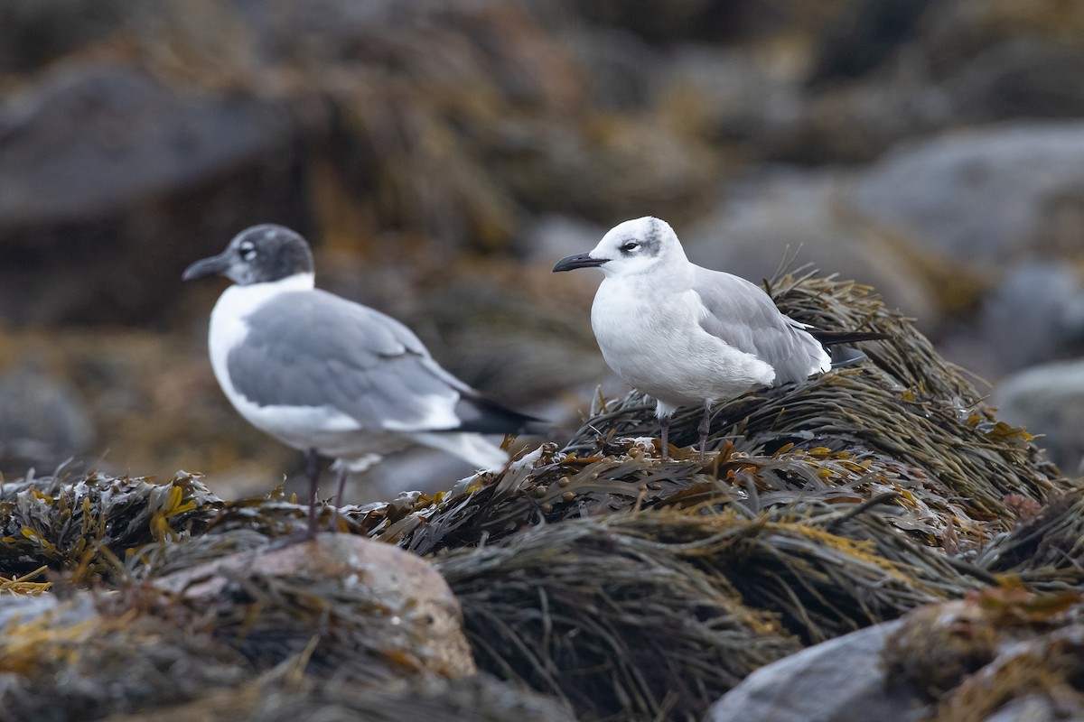 Mouette atricille - ML623891692