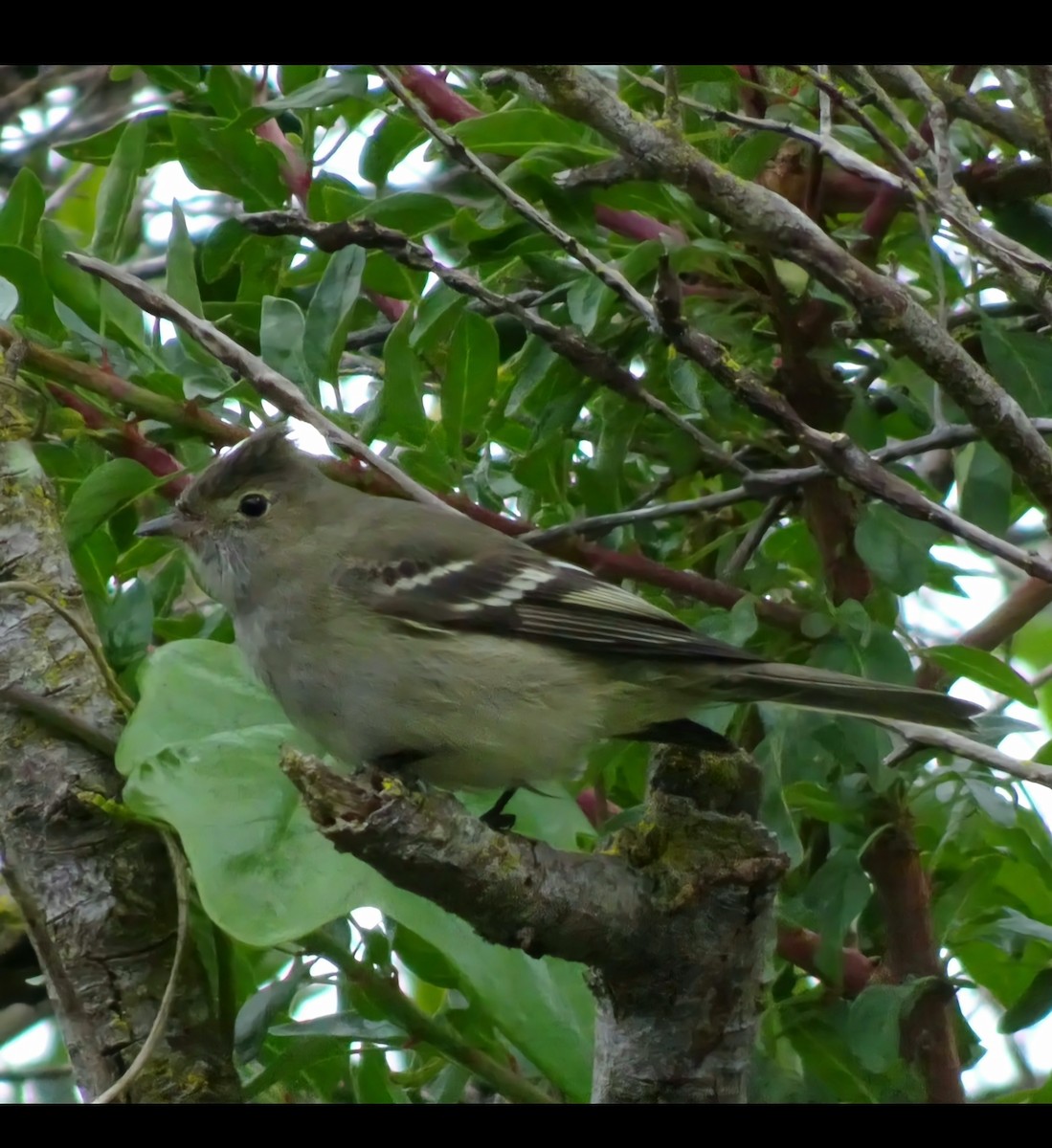 White-crested Elaenia - ML623891695